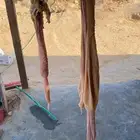 ذبايح نعيم وحريات وتيوس شي ناهي
