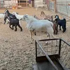 للبيع فحل بيشي