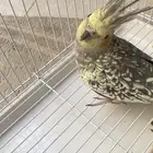 بغبغاء كوكتيل كروان