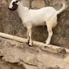 مشروع فحل بيشي