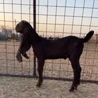 السلام عليكم وينكم ياهل الصنف