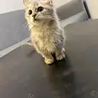 بستين انثى شيرازي اخوات