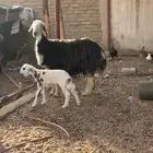خلفه نجديه تم البيع