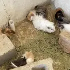 وبران بلدي أمريكي