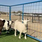 مراح ماعز اقزام صنف