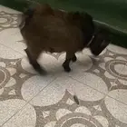عنز القزمي