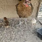 دجاجه مفرخه للبيع