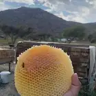 عسل سدر ذمه وامانه