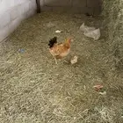 دجاجه مفرخه للبيع