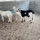 سواكن جذعان