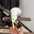 كوكاتو سلفر أليف ولعوب ومتكلم