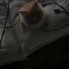 قطط للتبني