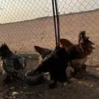 دجاج براهما