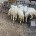 خرفان كفو بلدي جبرات