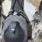 حمام مشاكيل