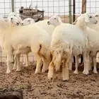 رخال حريه صنف فرش فحل - العرض الاول