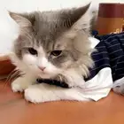 قط ذكر شيرازي غير معقم