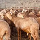 سواكن حمري مرابي تربية بريه جذعان و ثنيان (راجع التقييم)