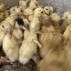 صوص بط بكيني