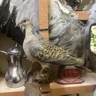 تمثال قميري اغرابي محنط تحنيط