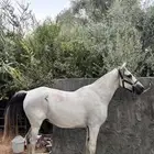 فرس شعبية على وجه فلاية
