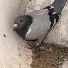 للبيع حمام زاجل اصيله