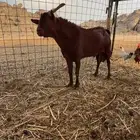 تيس جنوبي فحل