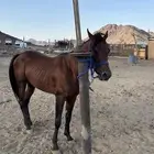 خيل