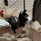 ديك بلدي اصيل نادر