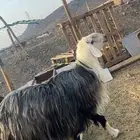فحل نجدي مشروط جرم ناهي عمره سدس او فوق