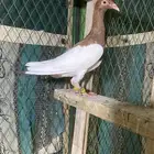 حمام سوري كش