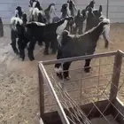 تيوس عوارض جفار