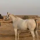 فرس واهو