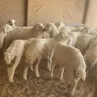 بهم حري