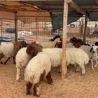 رخال العدد 15( بريدة)