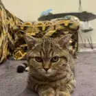 قط للتبني