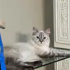 قطة للتبني بغرض السفر