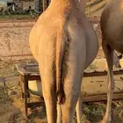 قعدان مرابي