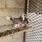 طبه قطايف