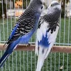 زوج بادجي منتج والان على وشك الانتاج