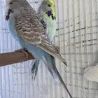 بادجي انجليزي