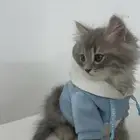 قطط