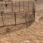 حشو غنم شبوك للبيع