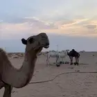 عشرا شعلا لقحه