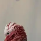 كوكاتو قالا