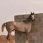حصان واهو