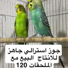 جوز طير حب استرالي