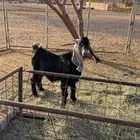 مشروع فحل عارضي