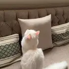 قطة شيرازيه للتبني مع جميع اغراضها