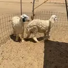 طليان نجديه